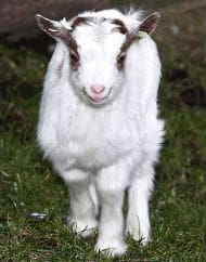 Smejošā kaza