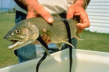 220px-Sea_Lamprey_fish