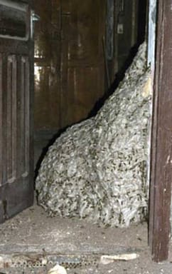 20130412_lapsenes