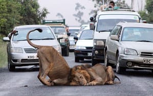 Lauvu rotaļas Nairobi nacionālajā parkā, Kenijā