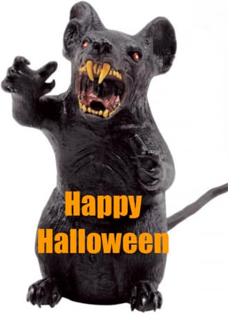 Rat
