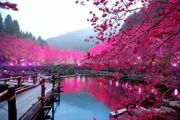 sakura